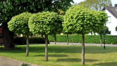 Alberi da giardino piccoli
