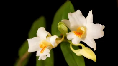 Orchidea bianca Dendrobium