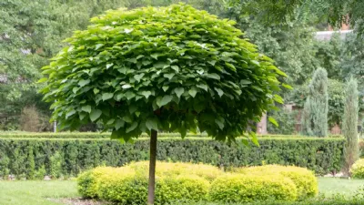 Catambra, la pianta antizanzare per eccellenza