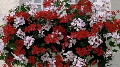 Fiori resistenti al sole diretto