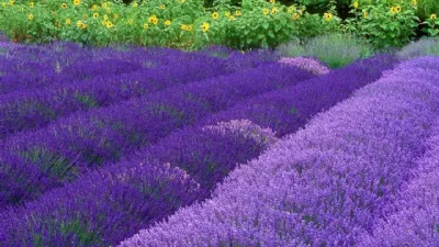 Pianta di lavanda