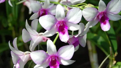 orchidea