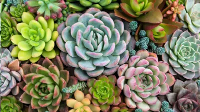 Echeveria, per un balcone verde tutto l'anno