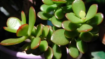 Piante grasse appartamento