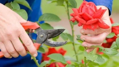 Quando potare le rose